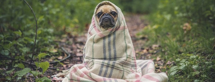 Animali domestici e odori sgradevoli: il rimedio naturale