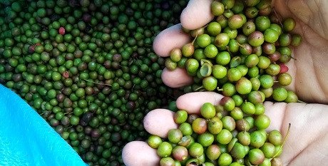 Olio essenziale da frutto di Palo Santo